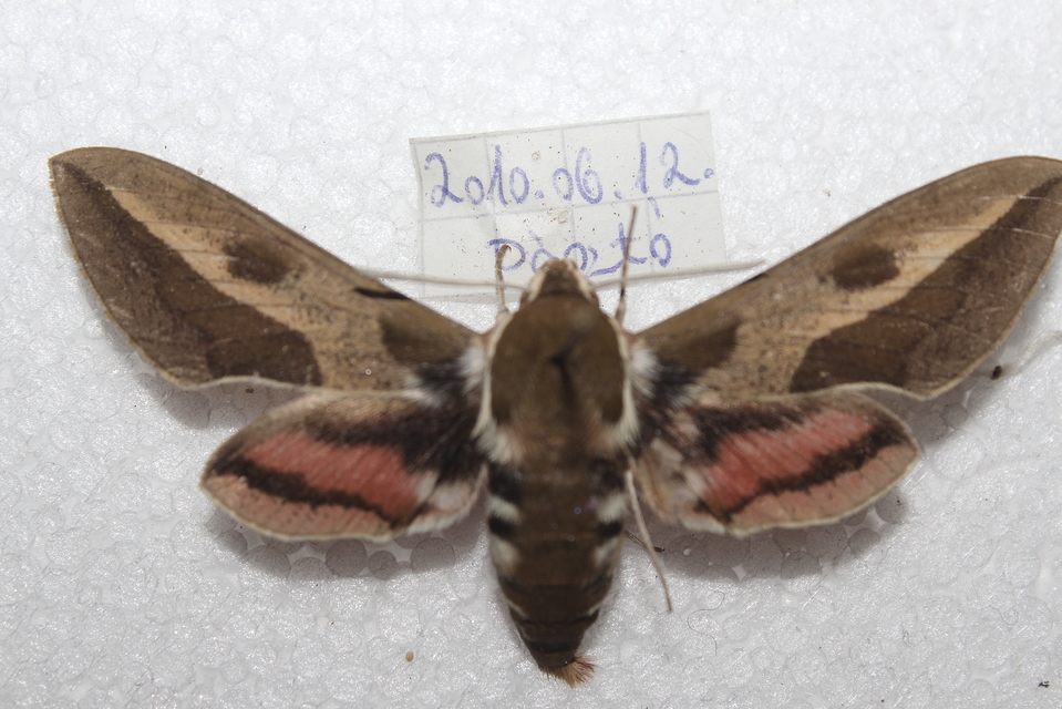 Hyles euphorbiae - kutyatejszender
