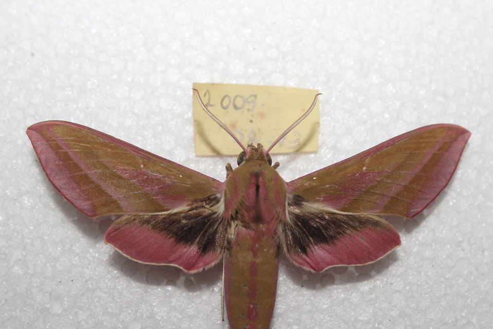 Deilephila elpenor - szőlőszender