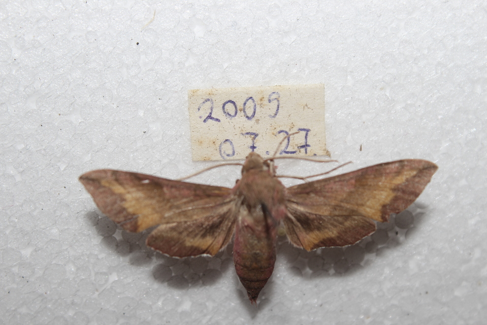 Deilephila porcellus - piros szender