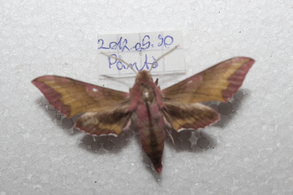 Deilephila porcellus - piros szender