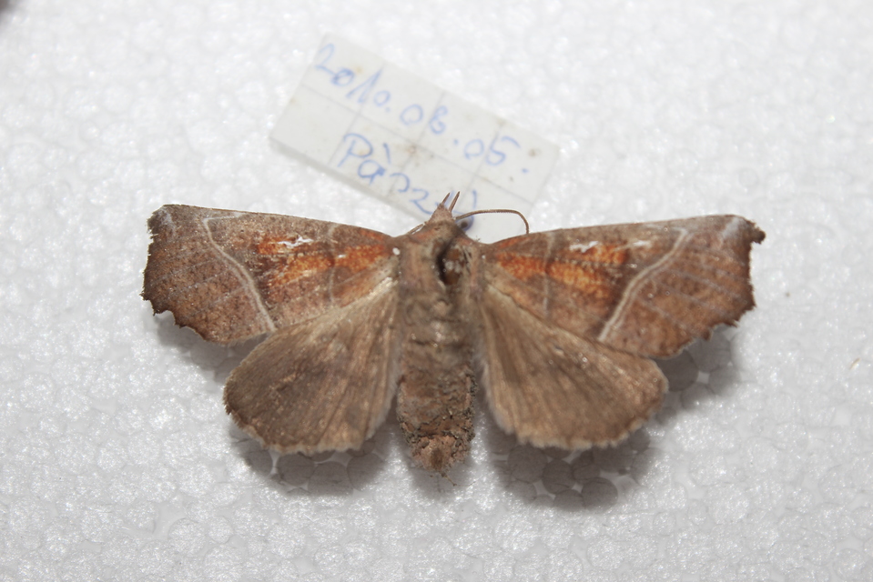 Scoliopteryx libatrix - vörös csipkésbagoly