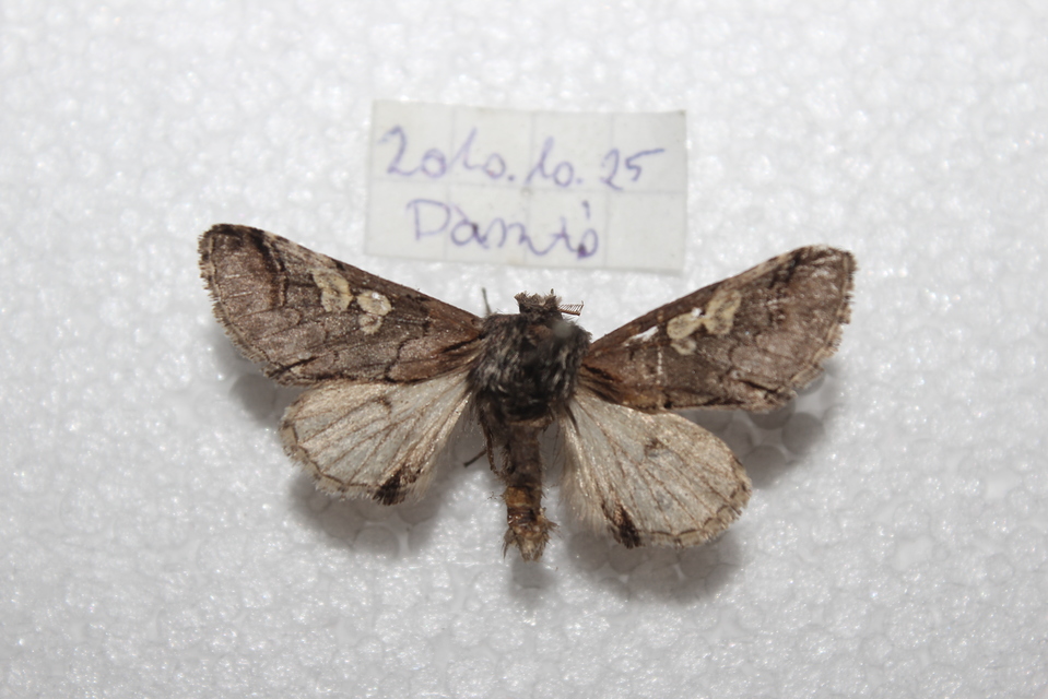 Diloba caeruleocephala - őszi kékesbagoly