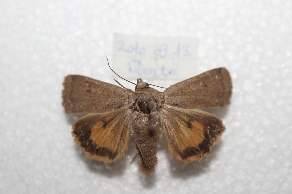 Noctua comes - kis sárgafűbagoly