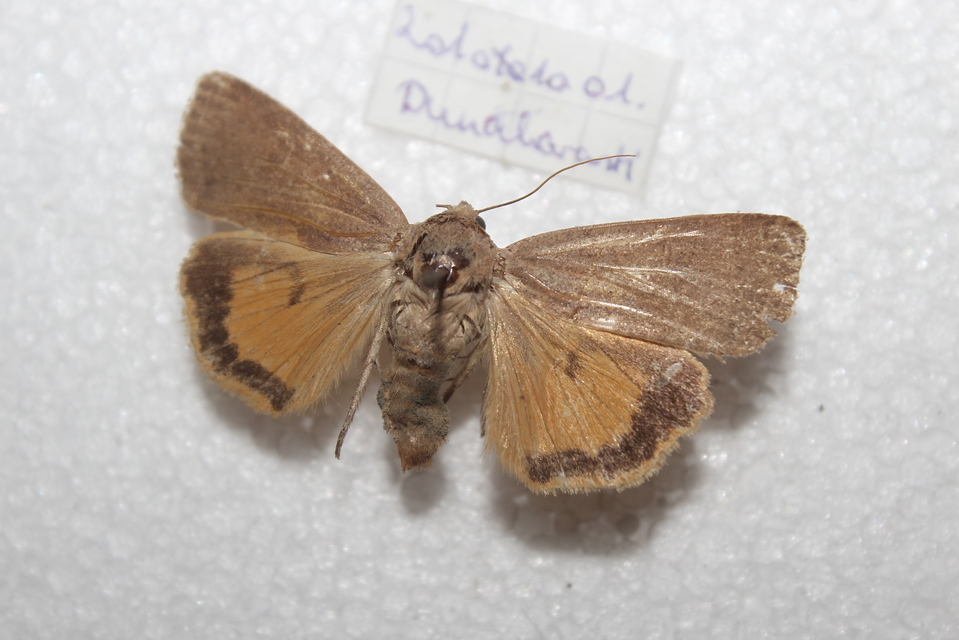 Noctua comes - kis sárgafűbagoly