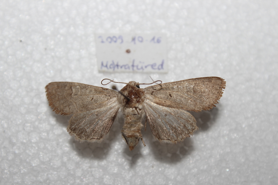 Ammoconia caecimacula - szürke őszibagoly