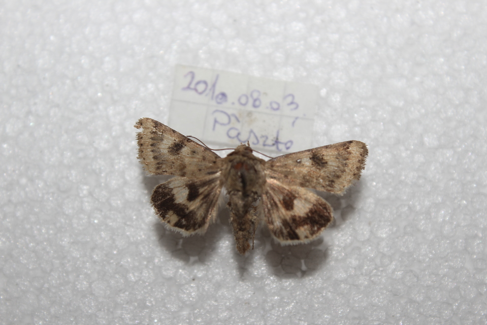 Heliothis viriplaca - mácsonyabagoly