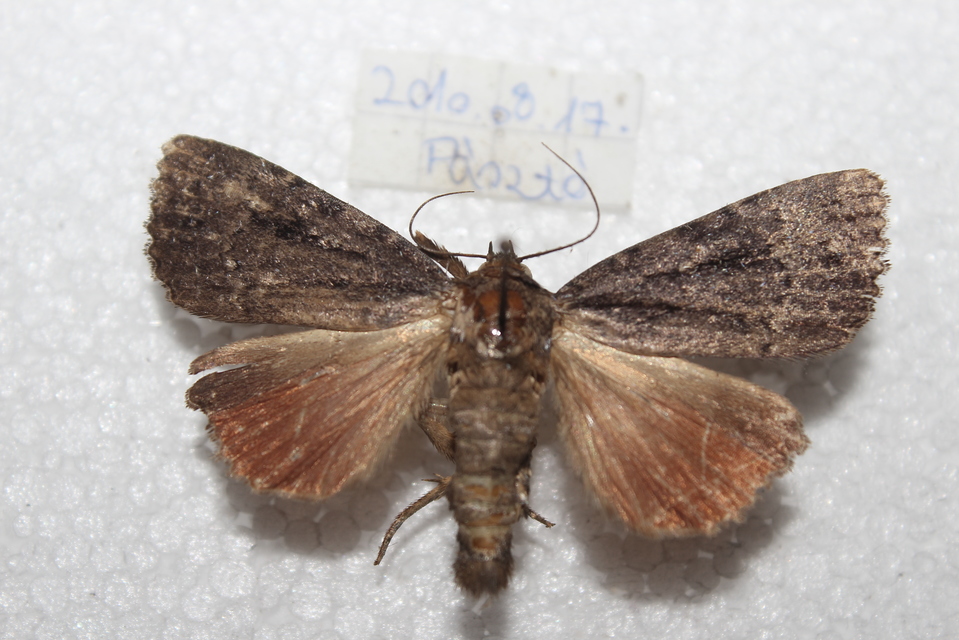 Amphipyra berbera/pyramidea