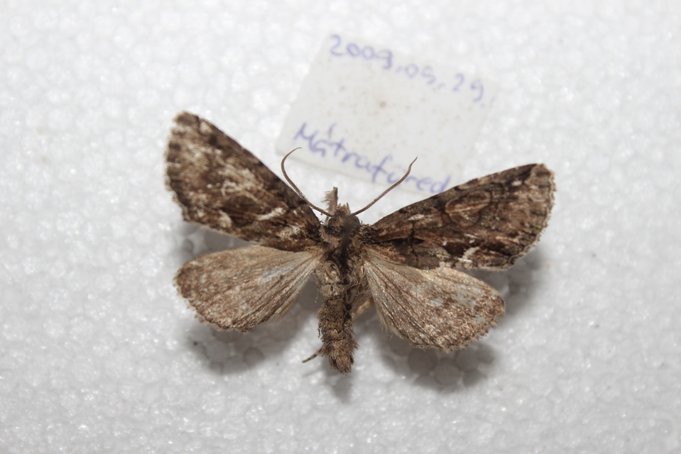 Allophyes oxyacanthae - galagonyabagoly
