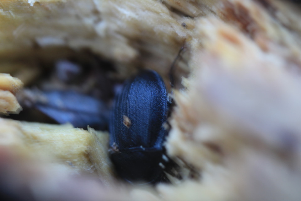 Phosphuga atrata - bordás csigarabló