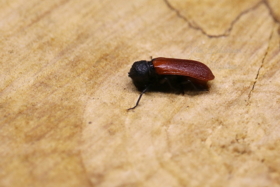 Bostrichus capucinus - piros csuklyásszú