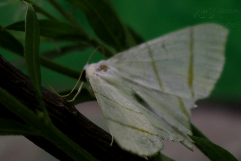 Ourapteryx sambucaria - fecskefarkú araszoló