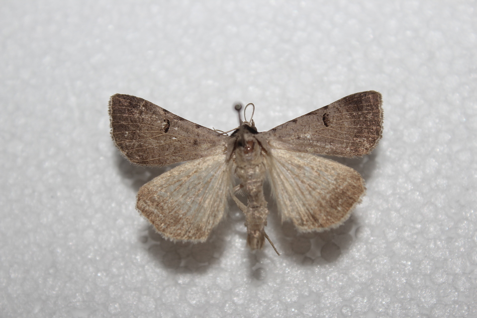 Lygephila craccae - gyakori csüdfűbagoly