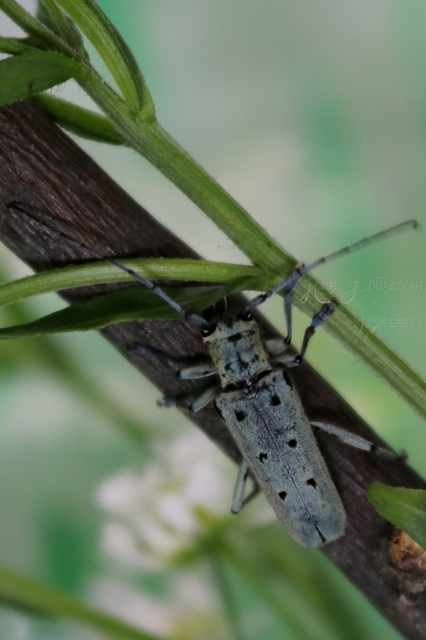 Saperda octopunctata - nyolcpontos cincér