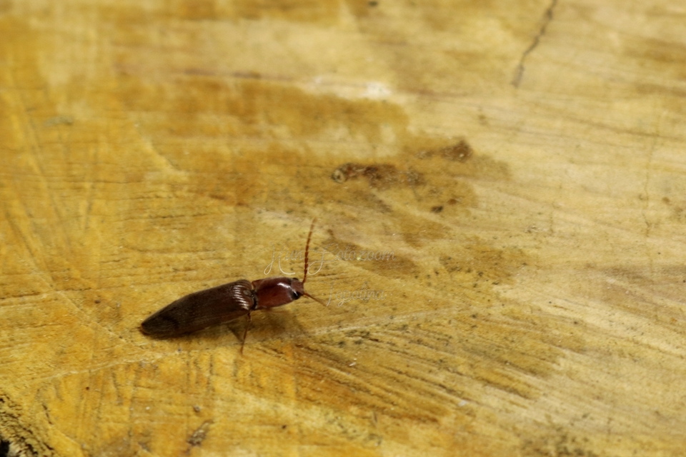 Stenagostus rhombeus - rombusznyakú pattanó