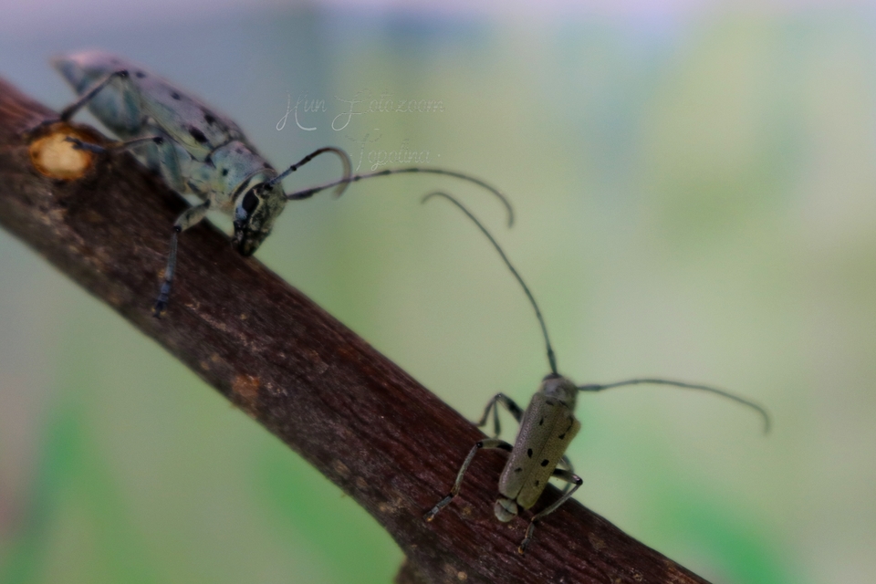 Saperda octopunctata - nyolcpontos cincér