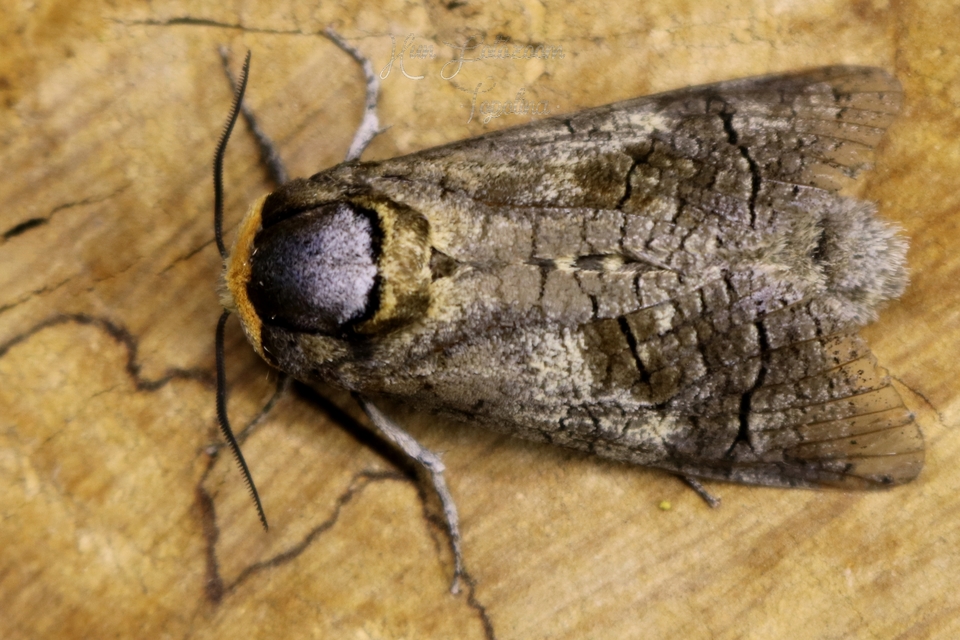 Cossus cossus - fűzfarontólepke