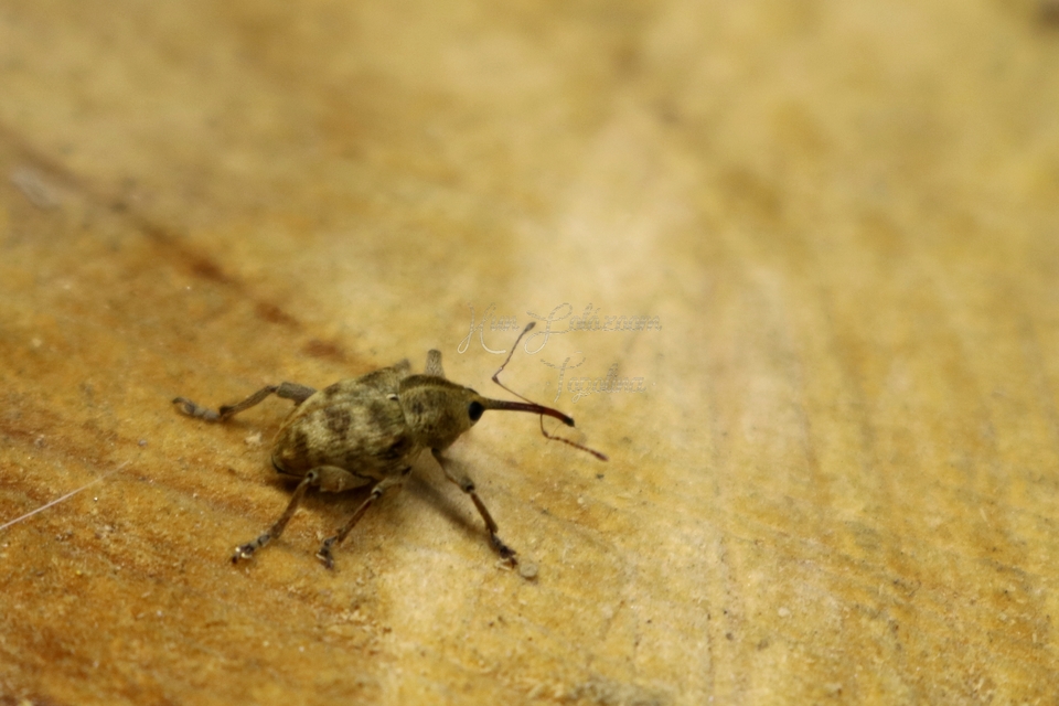Curculio venosus - tarajos zsuzsóka