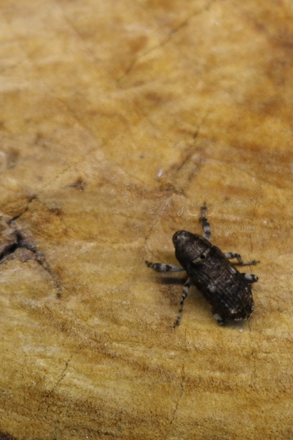 Gasterocercus depressirostris - laposorrú ormányos