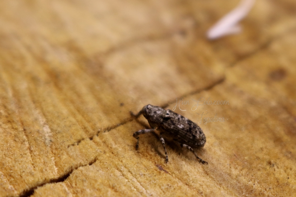 Gasterocercus depressirostris - laposorrú ormányos