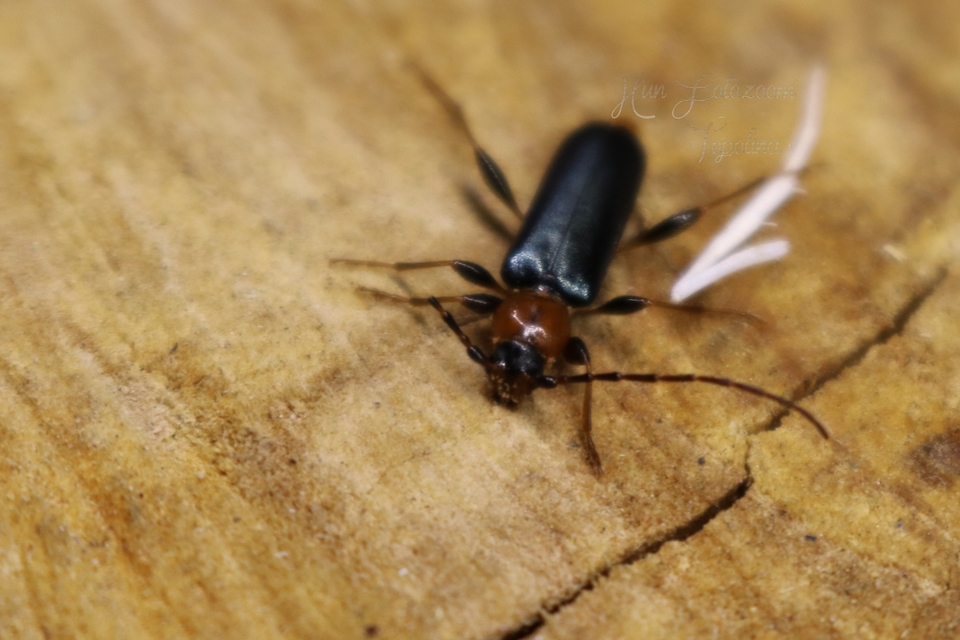 Phymatodes testaceus - változékony korongcincér Phymatodes testaceus - változékony korongcincér