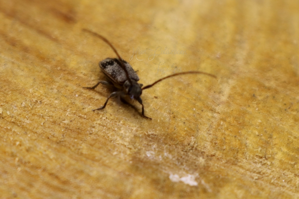 Exocentrus adspersus - tölgyfa-rőzsecincér