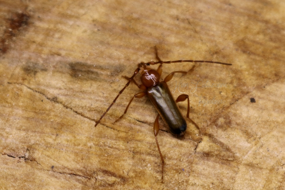 Phymatodes testaceus - változékony korongcincér Phymatodes testaceus - változékony korongcincér