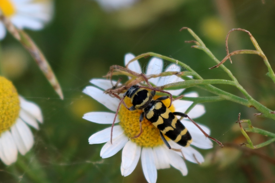 Echinocerus floralis - lucerna-darázscincér