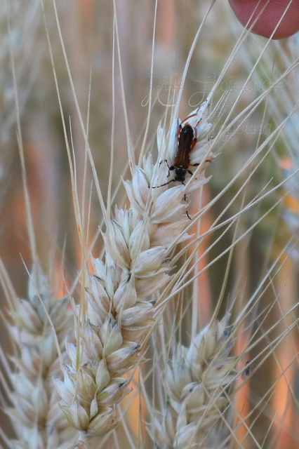 Stenopterus rufus - tarkacsápú keskenyfedőscincér