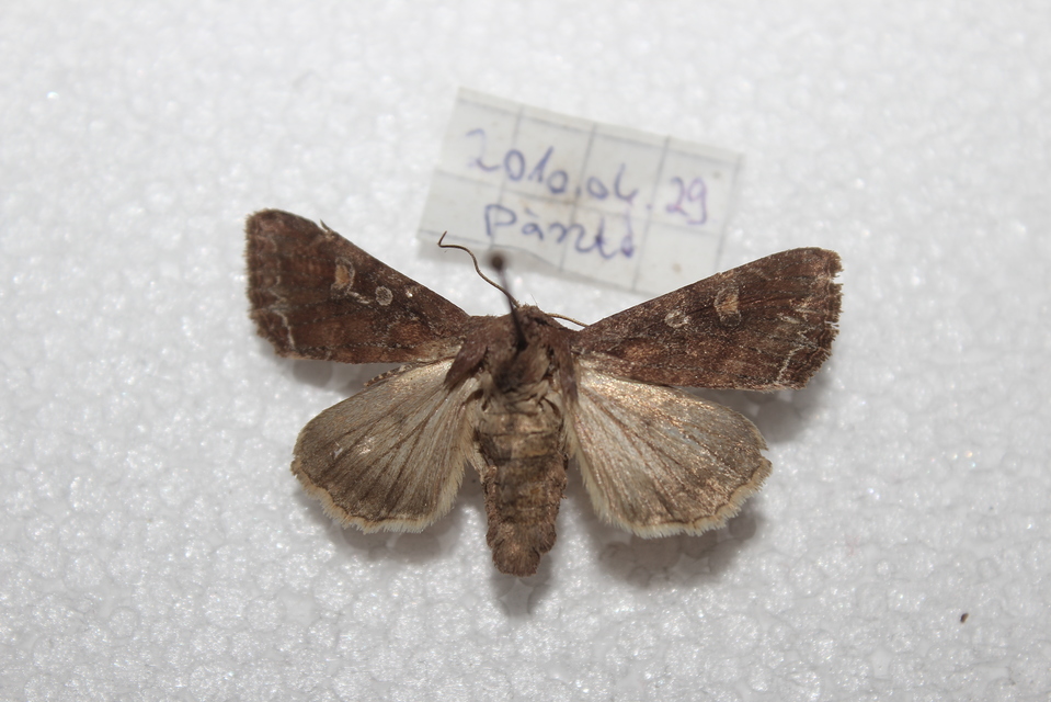 Lacanobia oleracea - saláta-kertibagoly
