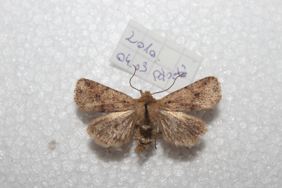 Conistra rubiginea - vörös őszibagoly