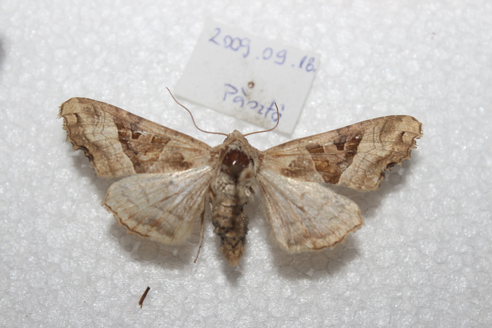 Phlogophora meticulosa - vándorló csipkésbagoly