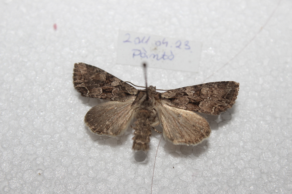 Lacanobia thalassina - borbolya-kertibagoly