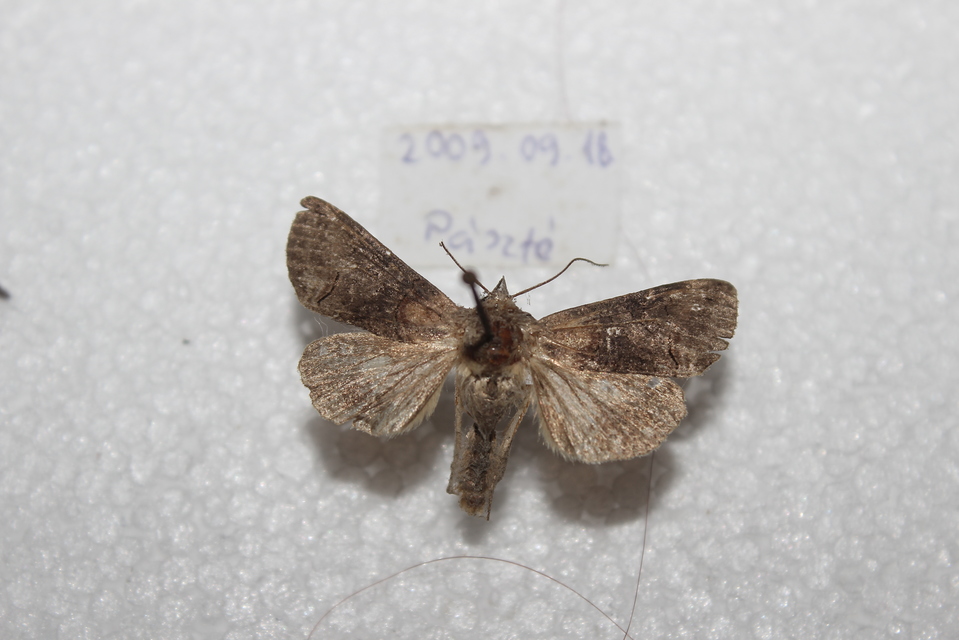 Abrostola