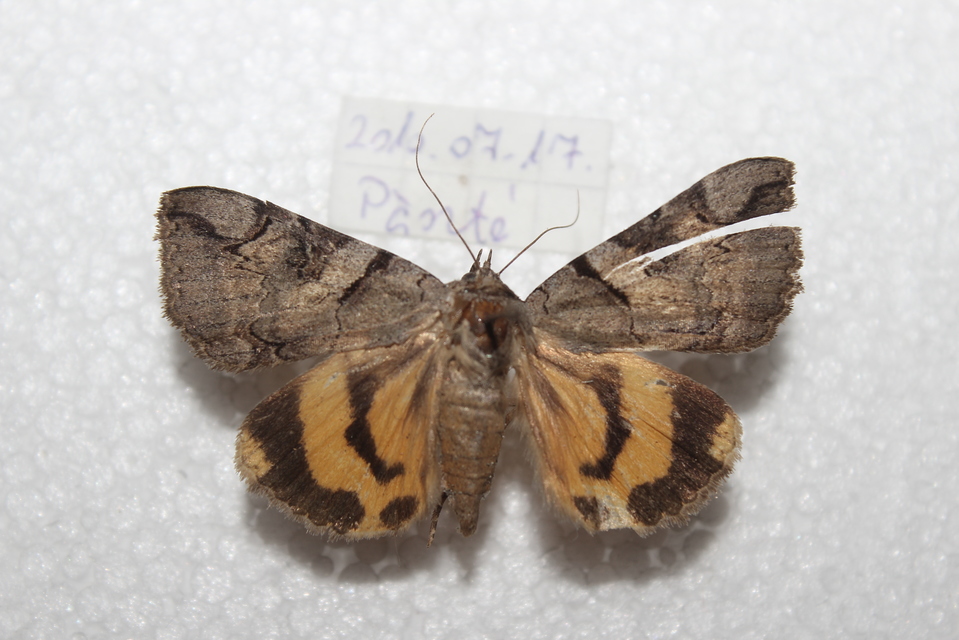 Catocala hymenaea - kökény-övesbagoly