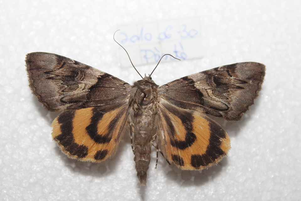 Catocala fulminea - galagonya-övesbagoly