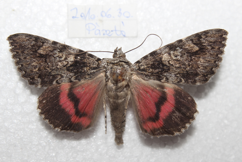 Catocala promissa - kis tölgyfa-övesbagoly