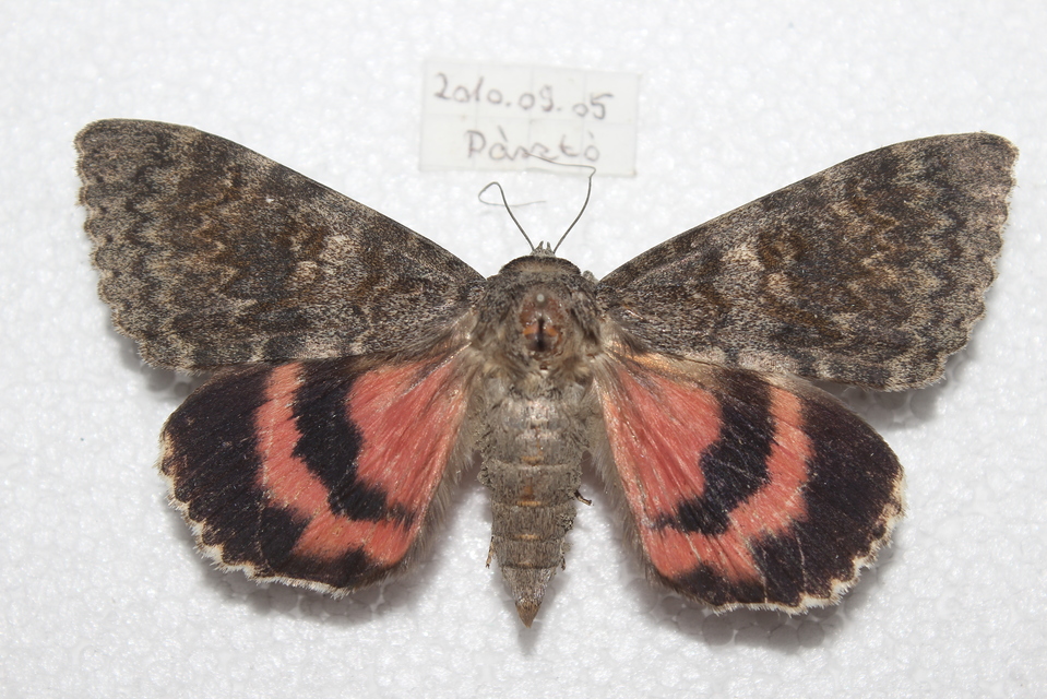 Catocala elocata - közönséges övesbagoly