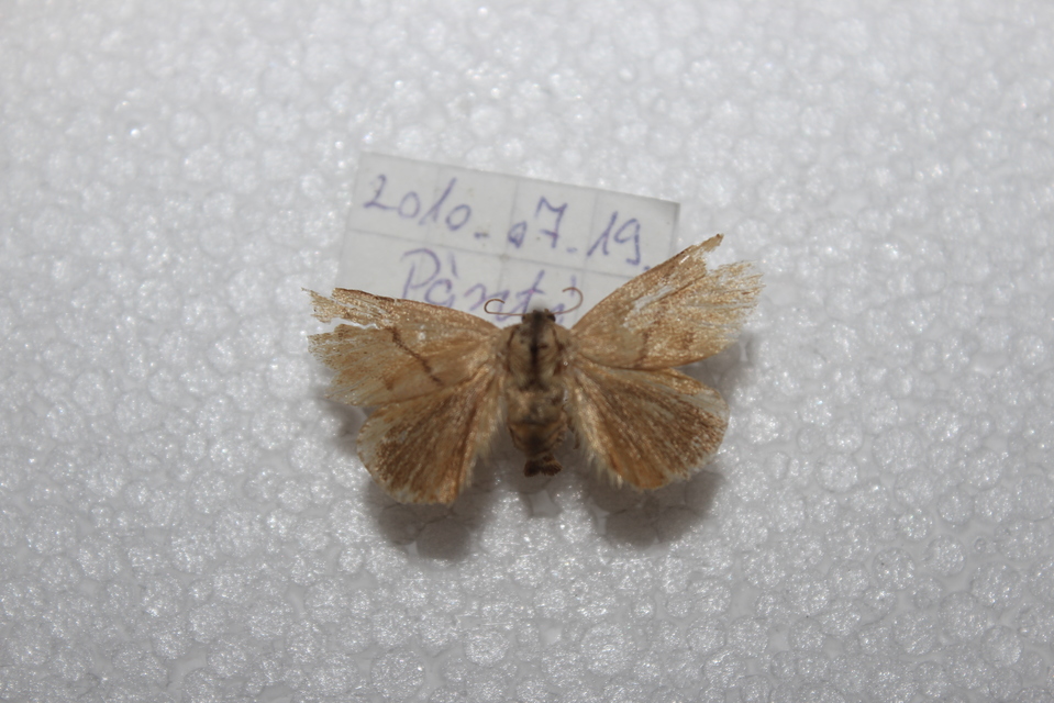 Apoda limacodes - kagylólepke