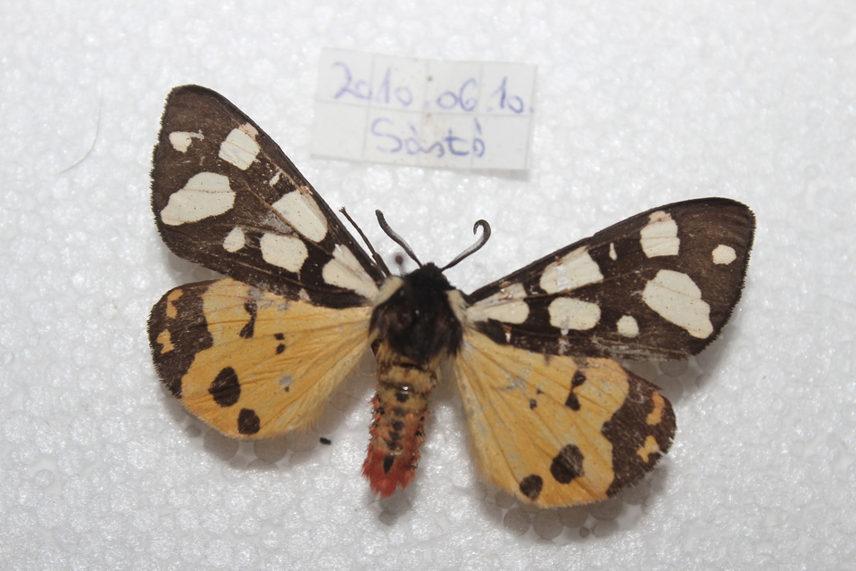 Arctia villica - fekete medvelepke