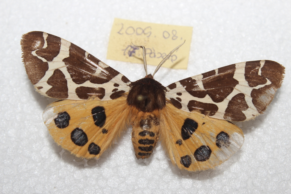 Arctia caja - közönséges medvelepke