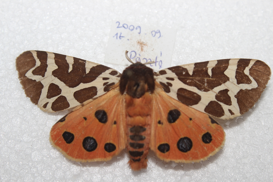 Arctia caja - közönséges medvelepke