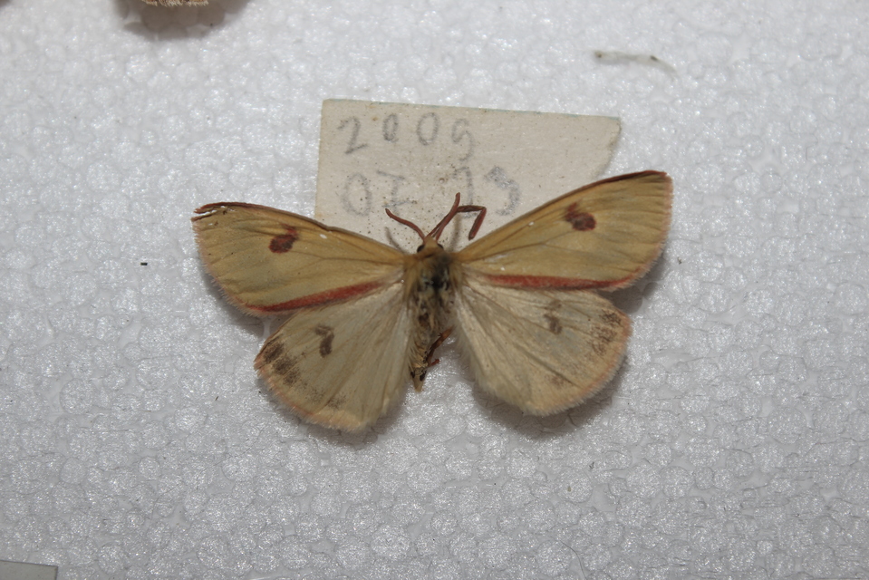 Diacrisia sannio - vörösszélű medvelepke