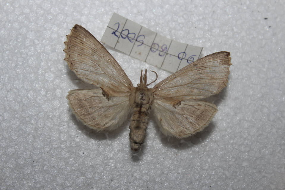 Pterostoma palpina - csőrös púposszövő