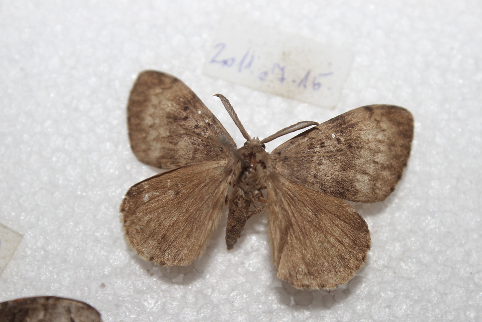 Lymantria dispar - gyapjaslepke