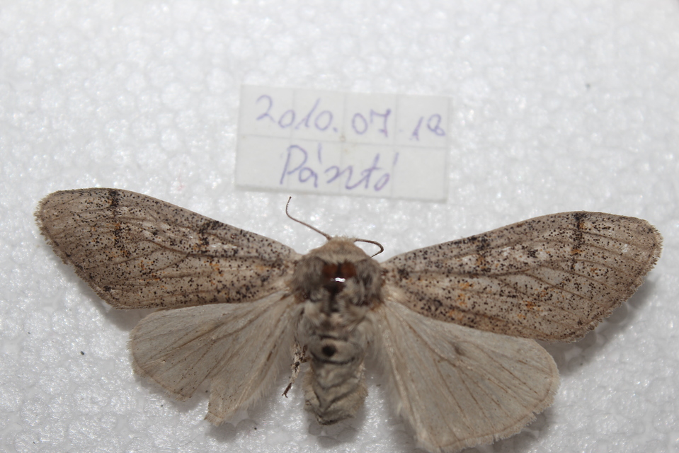 Gynaephora fascelina - vesszős szövő
