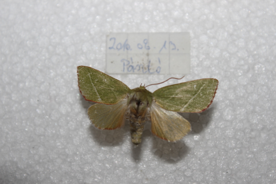Pseudoips prasinana - bükkfa-zöldbagoly