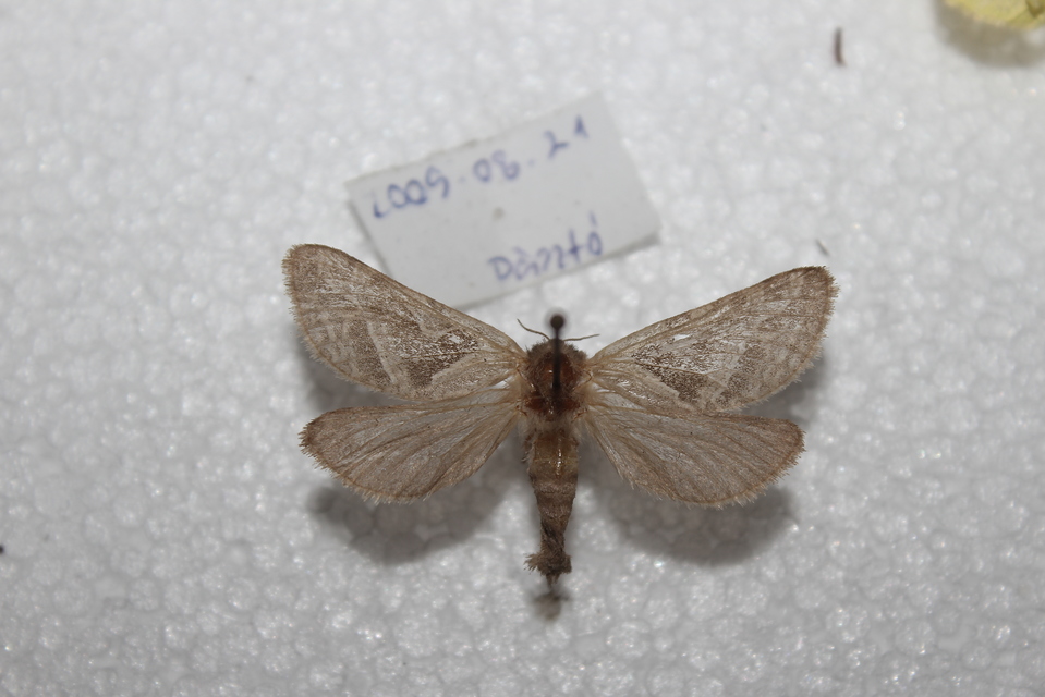 Triodia sylvina - kis gyökérrágólepke