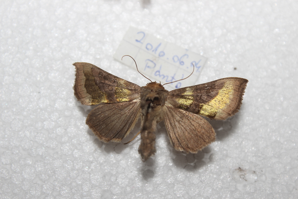 Diachrysia chrysitis - aranybagoly
