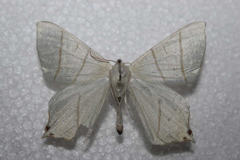 Ourapteryx sambucaria - fecskefarkú araszoló