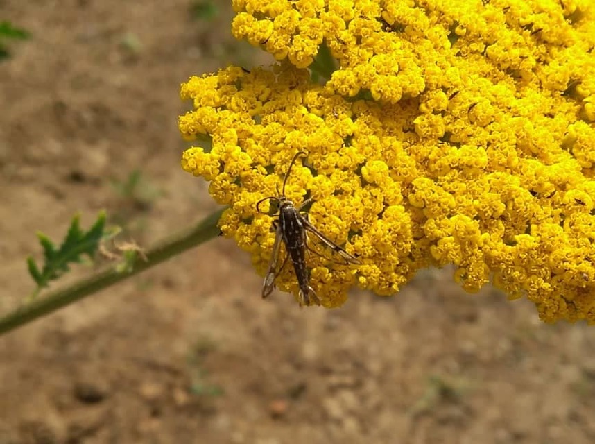 Sesiidae - szitkárfélék